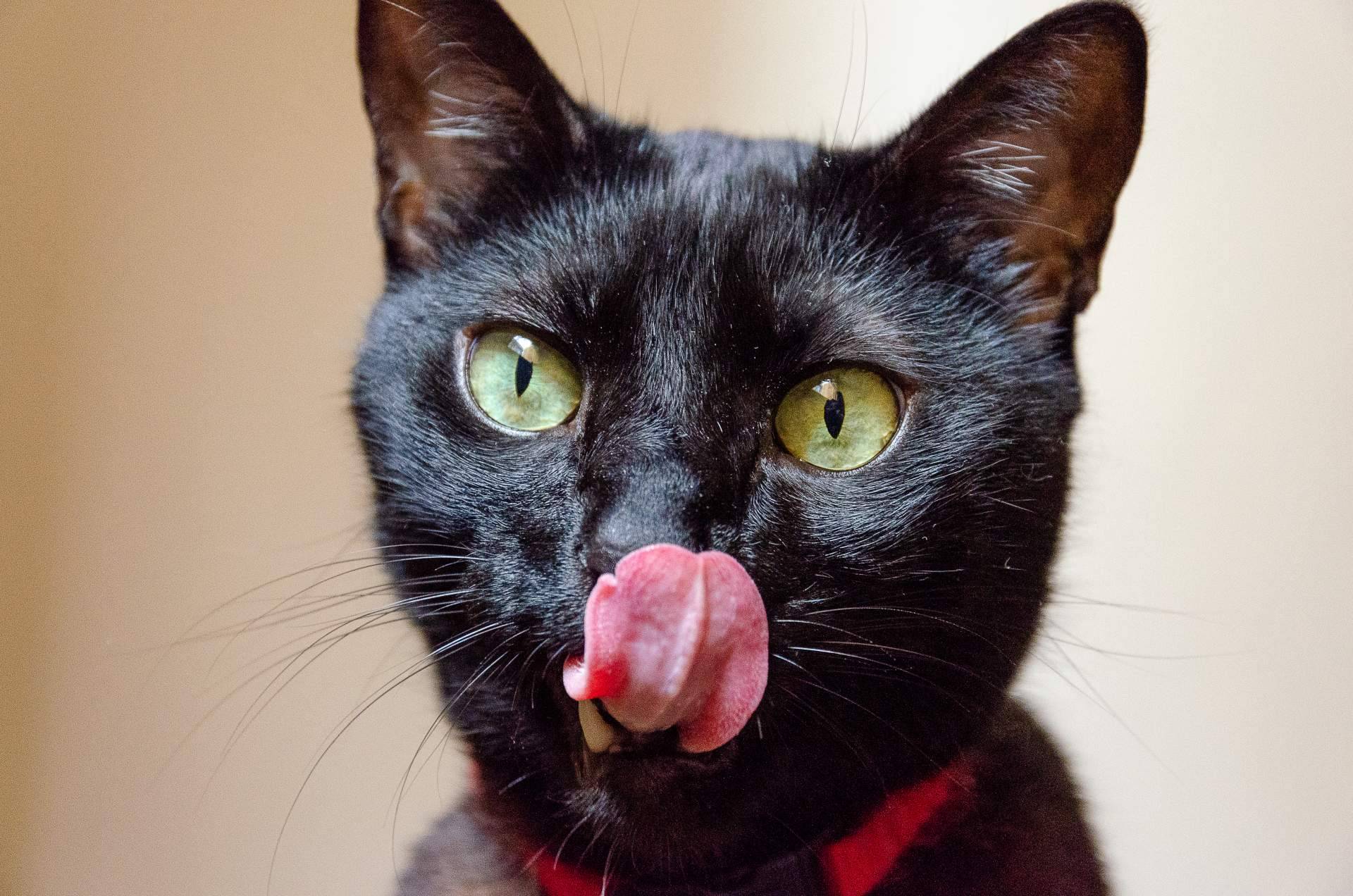 A la hora de ser adoptados, los gatos negros sufren el mayor índice de rechazo