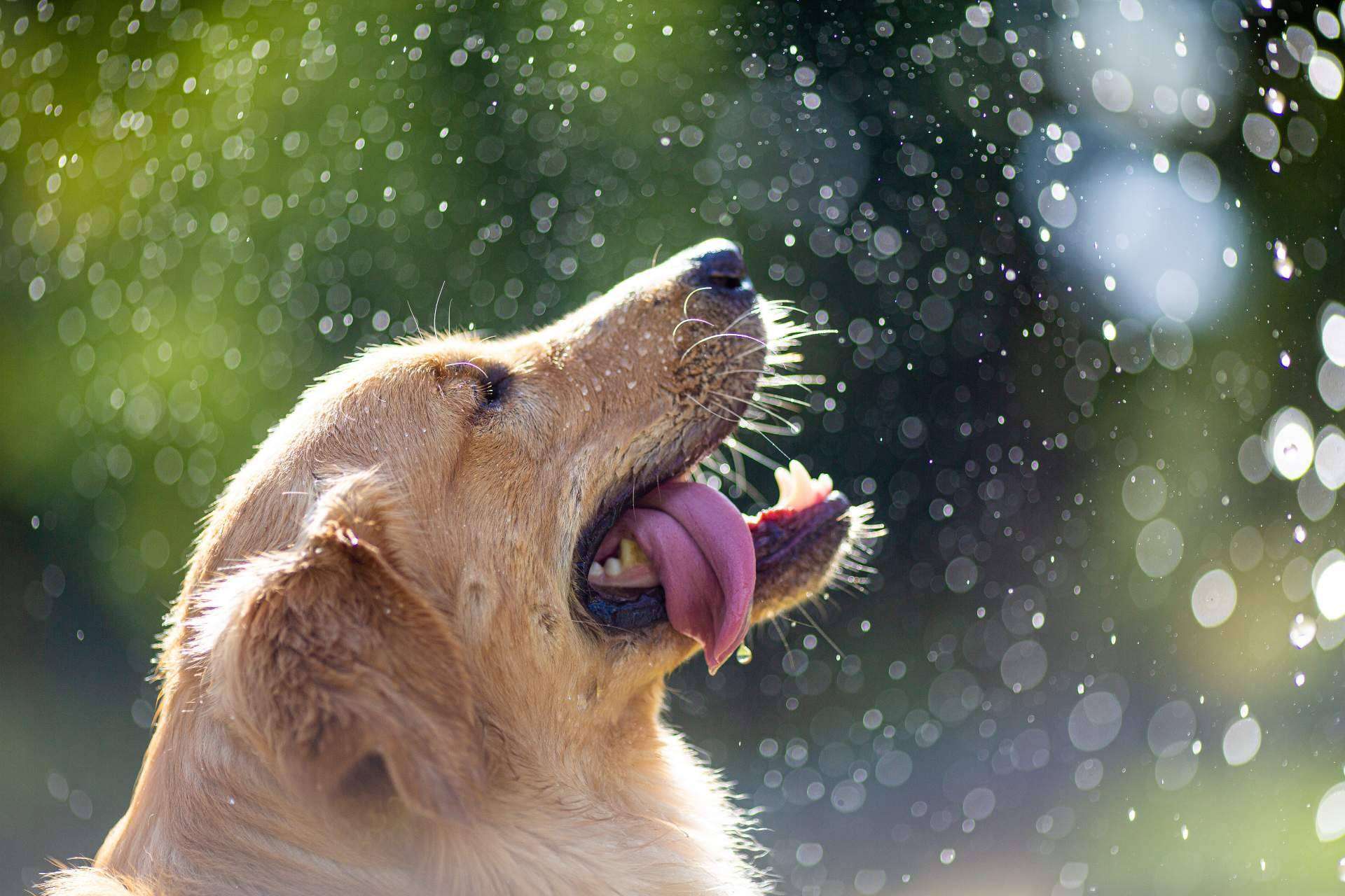 Cómo evitar un golpe de calor en los perros