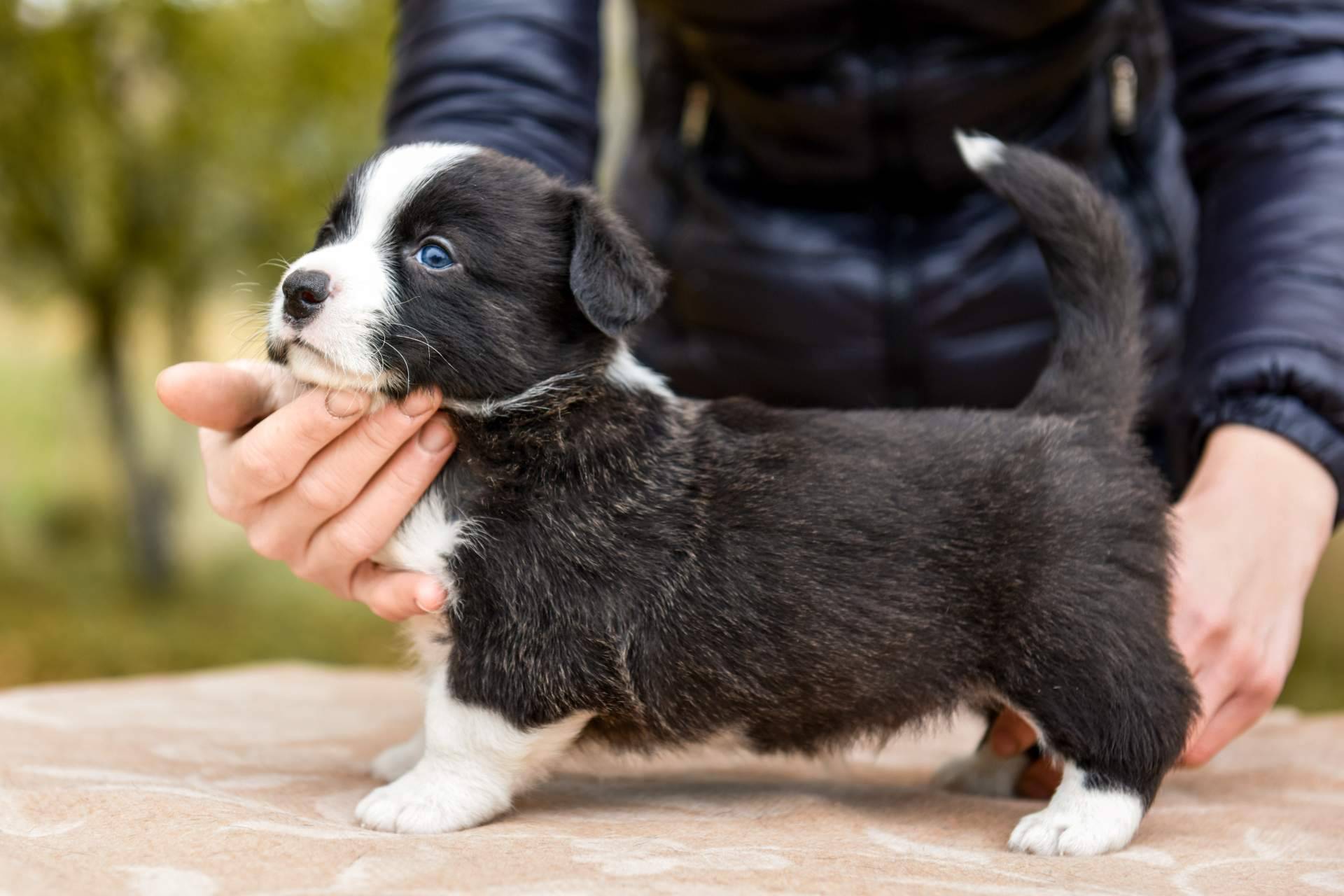 Cachorros Del Valle, criadero profesional con multitud de razas de perros