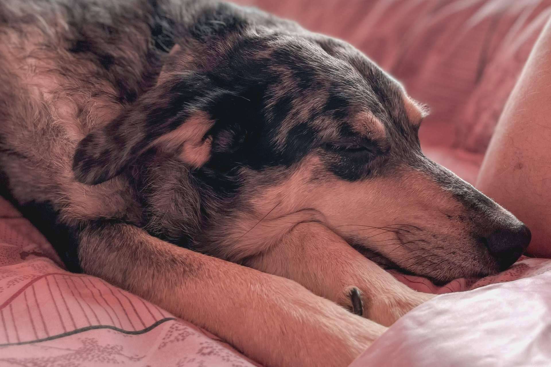 Educación canina para perro senior con el nuevo libro de Noemí Haro, Filosofía de vida para un mundo más perro