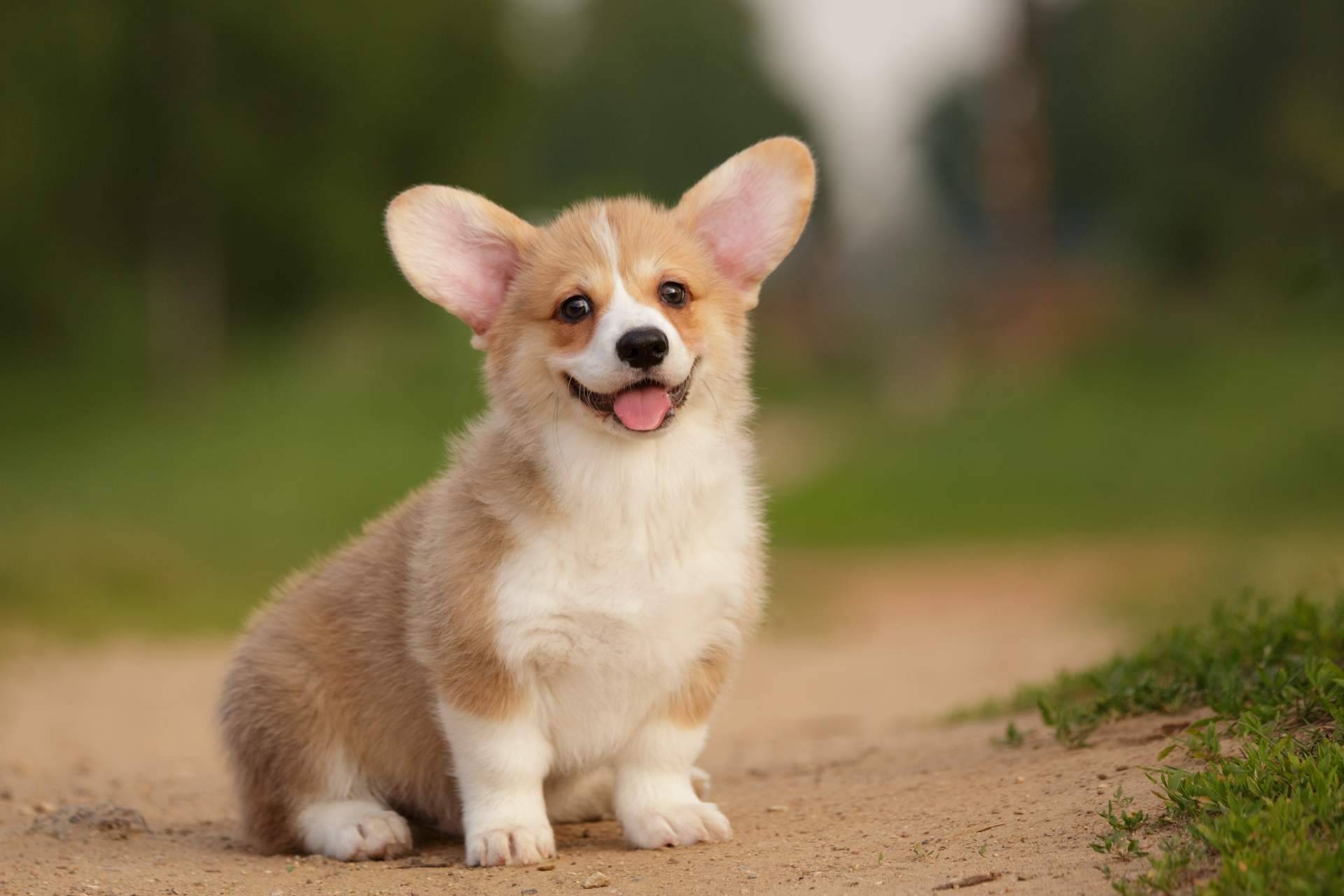 El filtro para encontrar una mascota sana y feliz, con Central del Cachorro