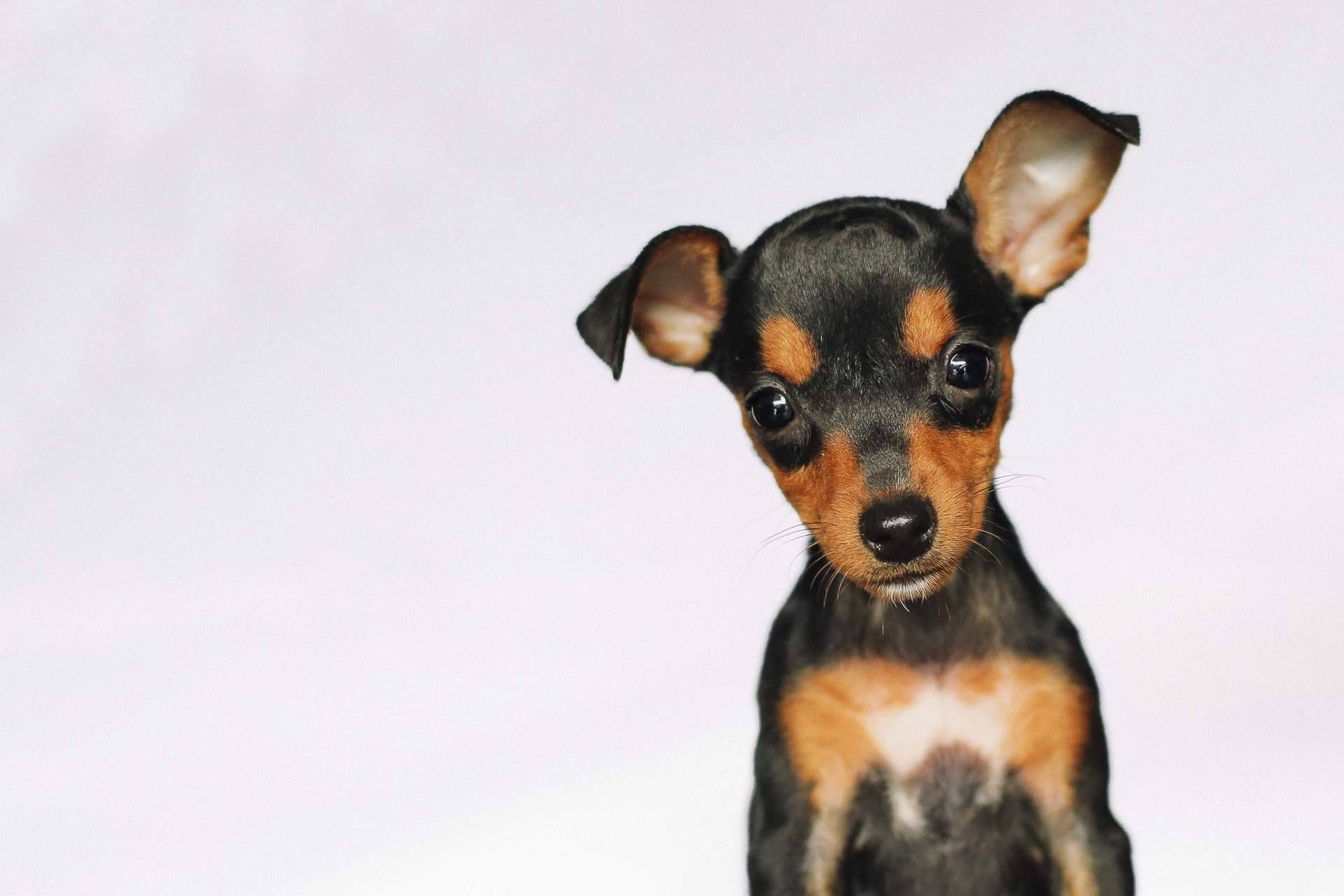 Los mini pincher que se pueden encontrar en Cachorros del Valle