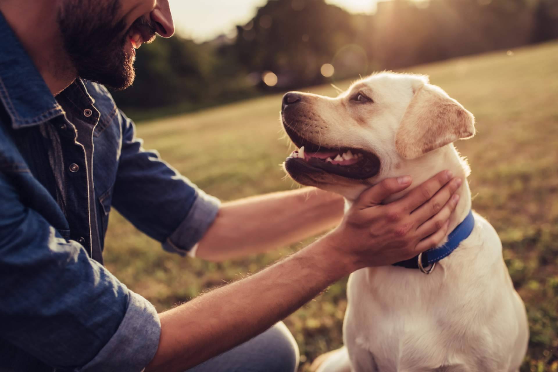 Los servicios de La Central del Cachorro, el buscador de mascotas con más garantías de salud y cuidados de los animales