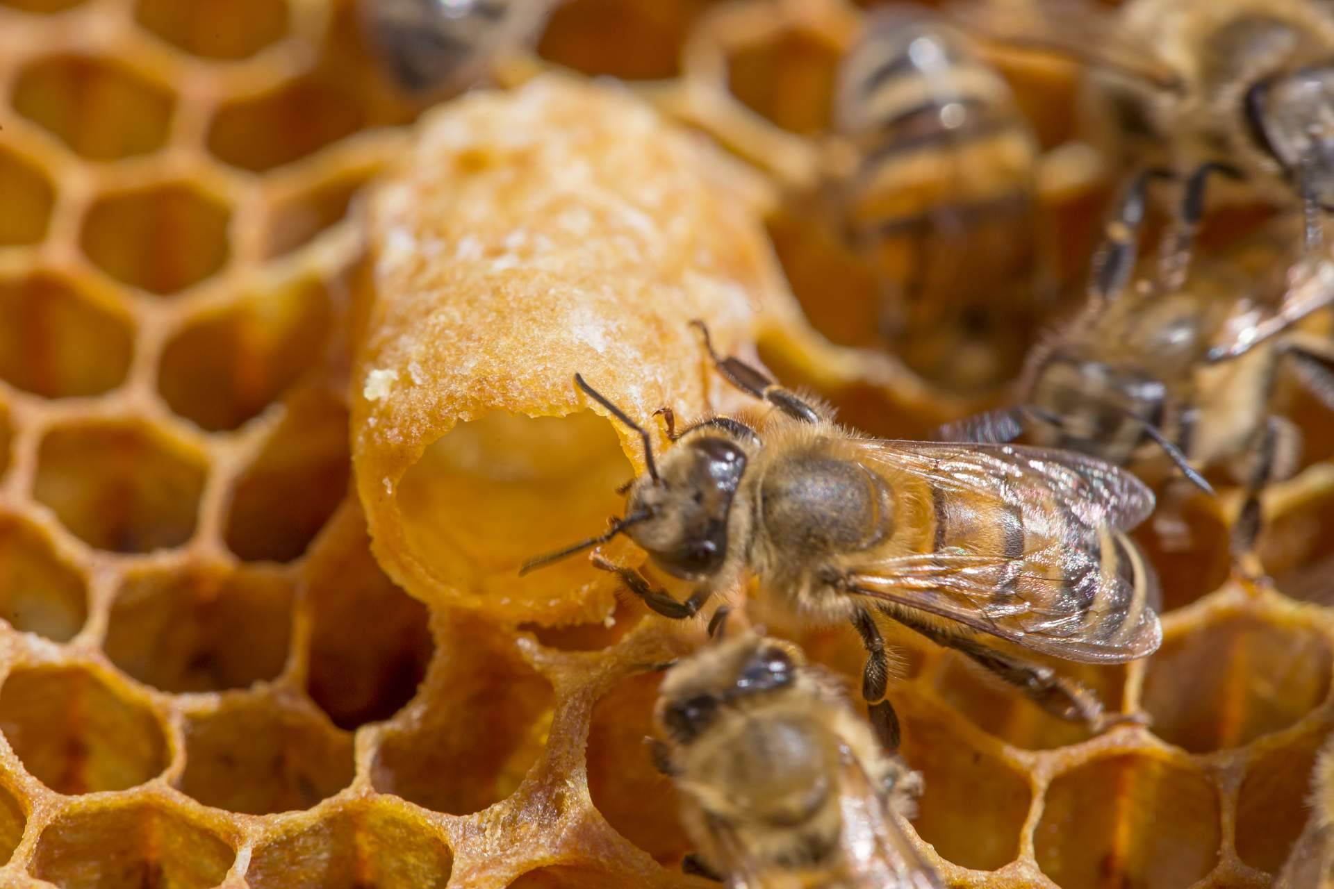 Conocer los beneficios de consumir jalea real y propolis