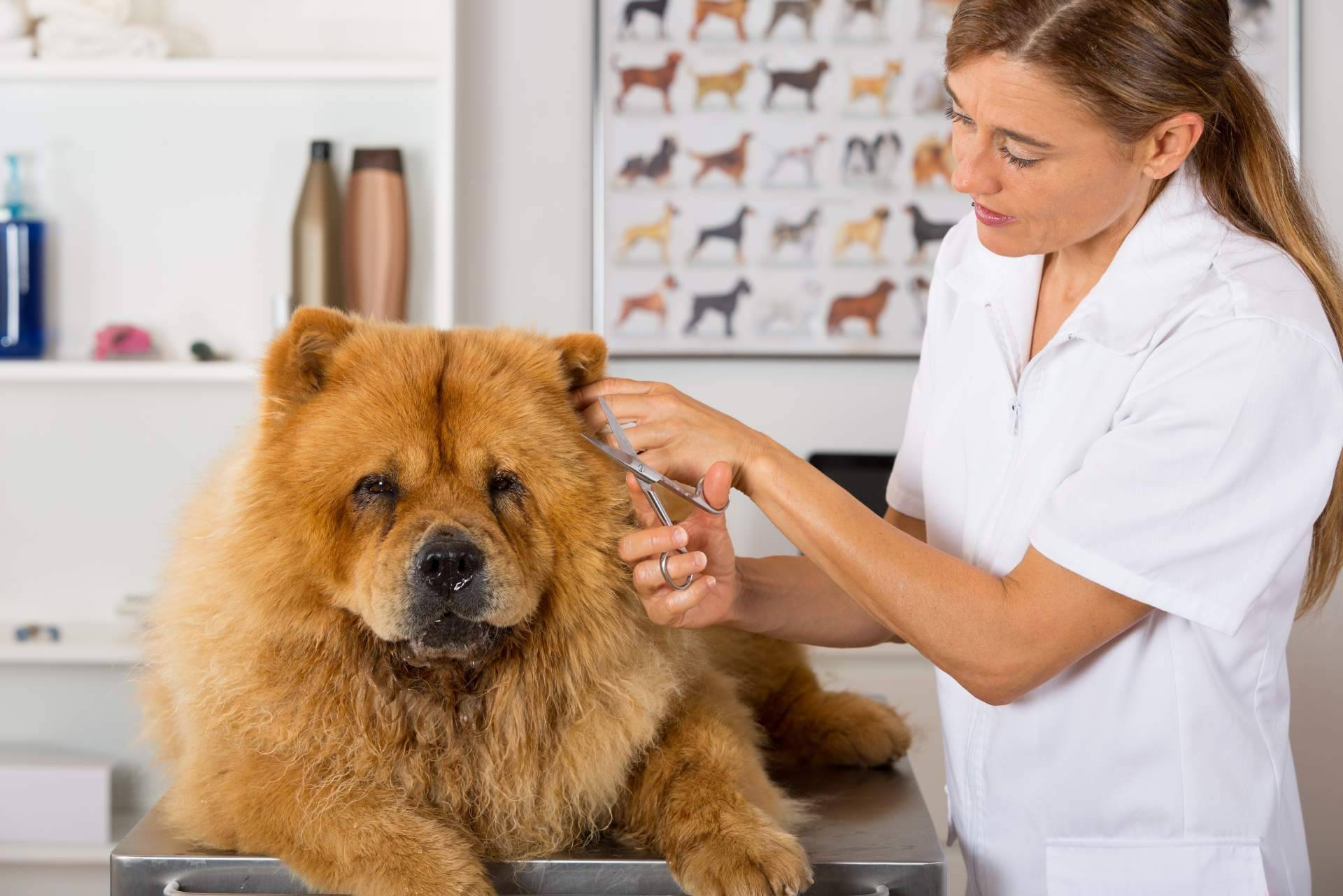 ¿Cuáles son los beneficios de confiar en la peluquería Perrukings, en Madrid?