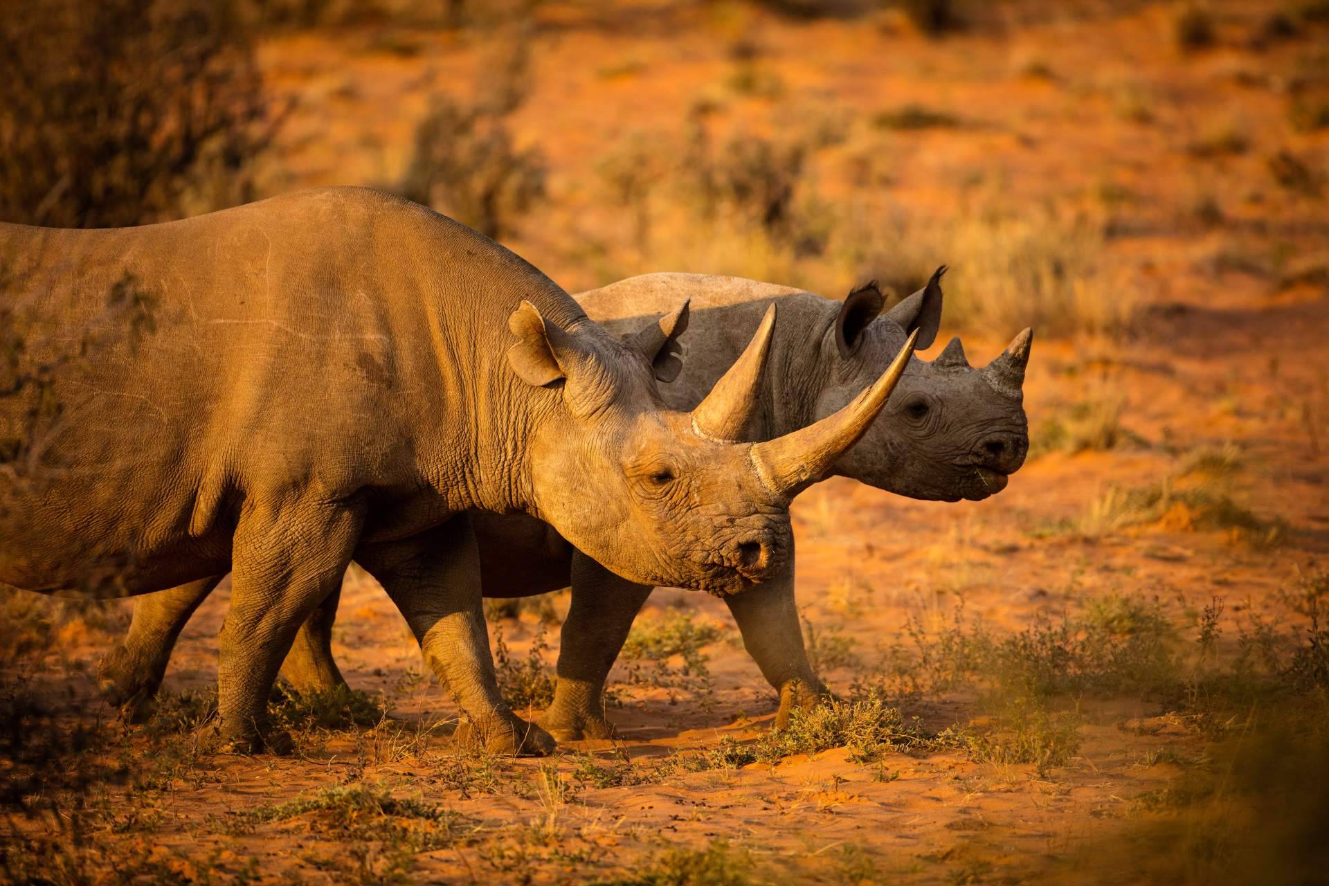 Mantenerse informado sobre las especies en peligro de extinción, con Noticias Ambientales