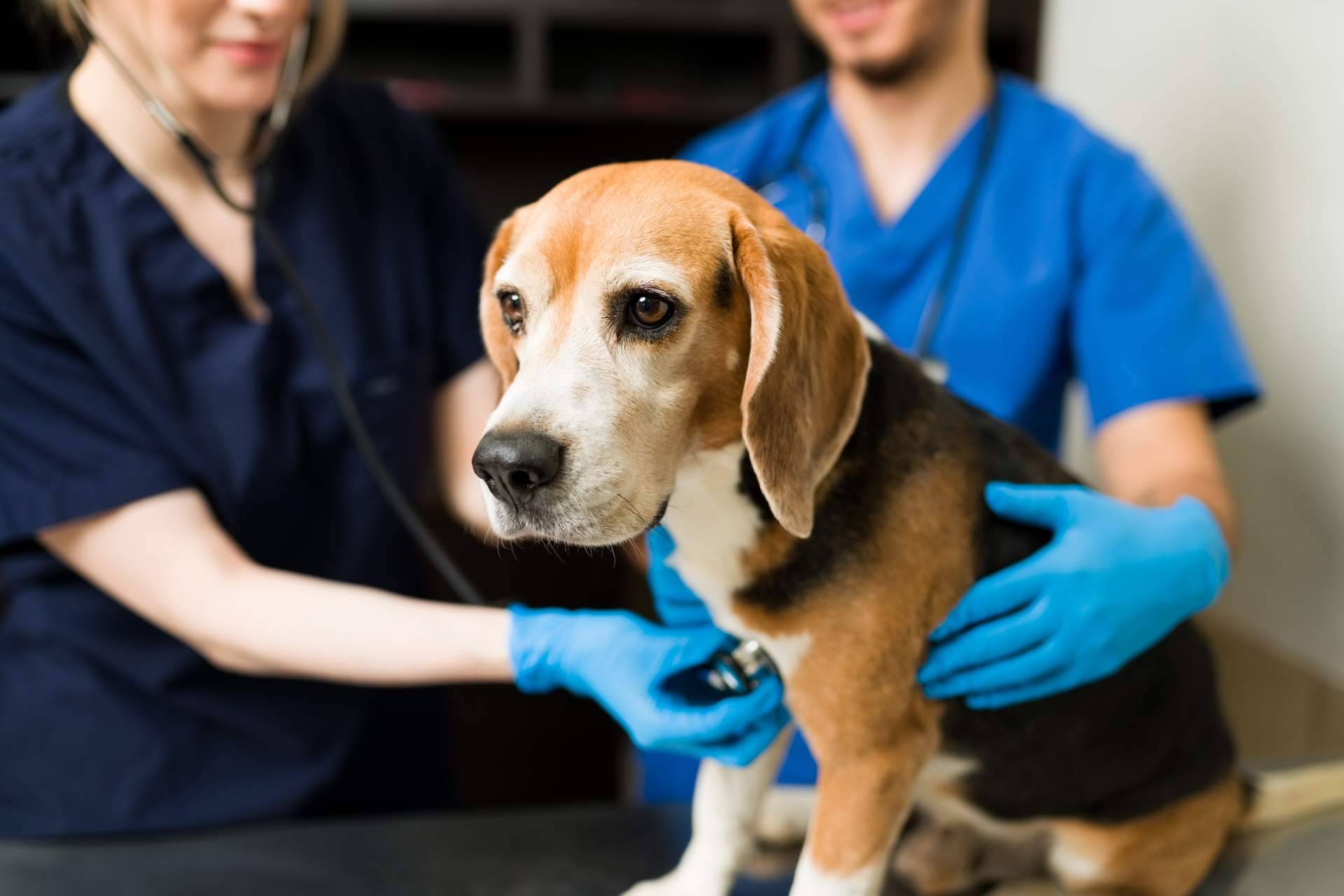El buscador pet friendly con veterinarios de ADOPTA es una solución ideal para cuidar de la mascota