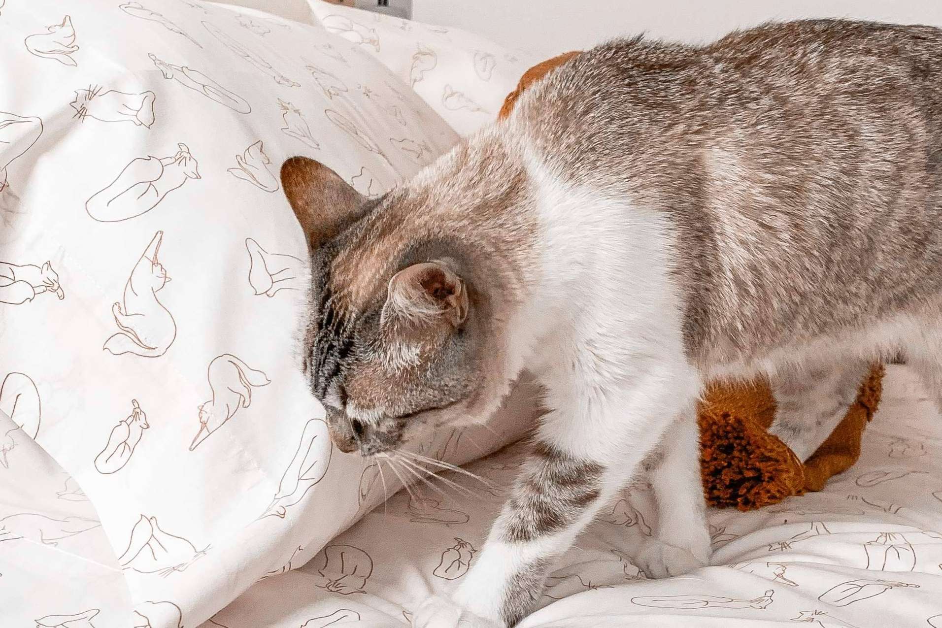 Sábanas estampadas en el amplio catálogo de Sokios