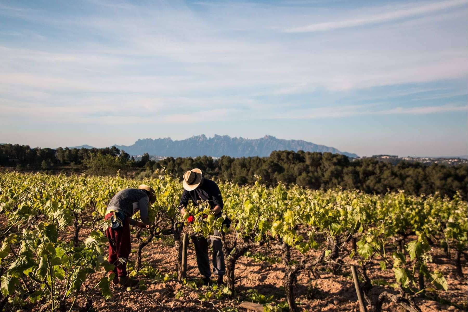 Los vinos ecológicos de Naturalovers Wine; una experiencia libre de químicos muy auténtica