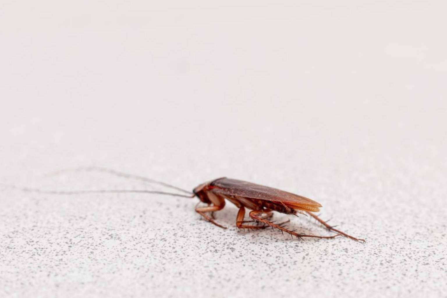 Cómo identificar los distintos tipos de cucarachas en España