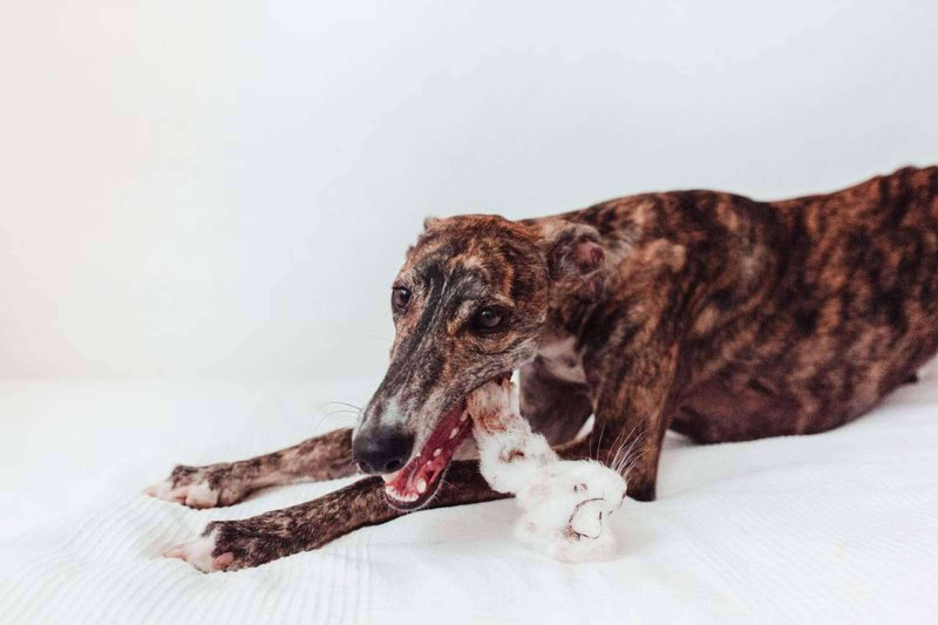 Juguetes ecológicos para mascotas; la solución perfecta para el entretenimiento seguro