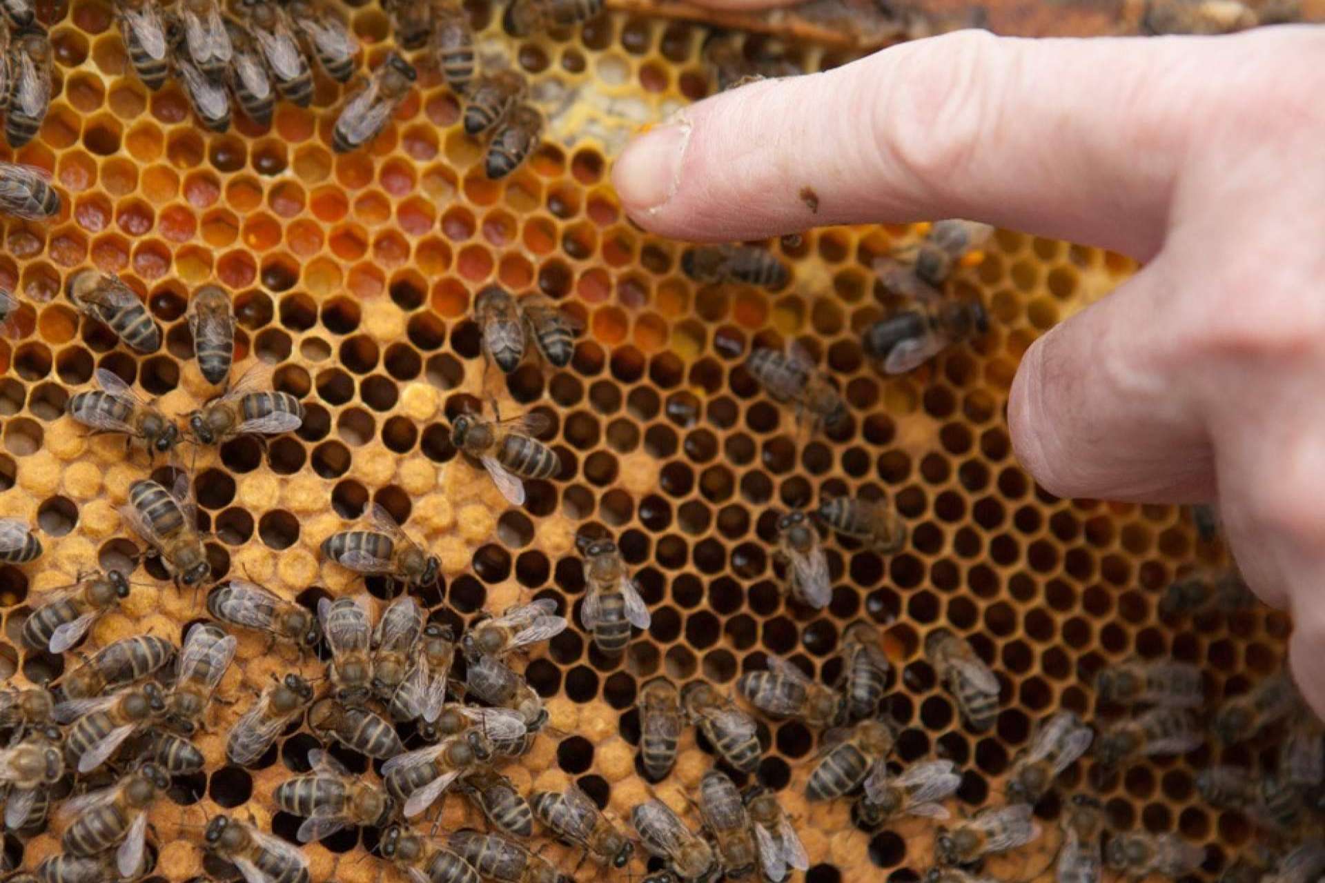 VerdeMiel, tradición apícola, propóleo de excelencia y una filosofía de bienestar natural