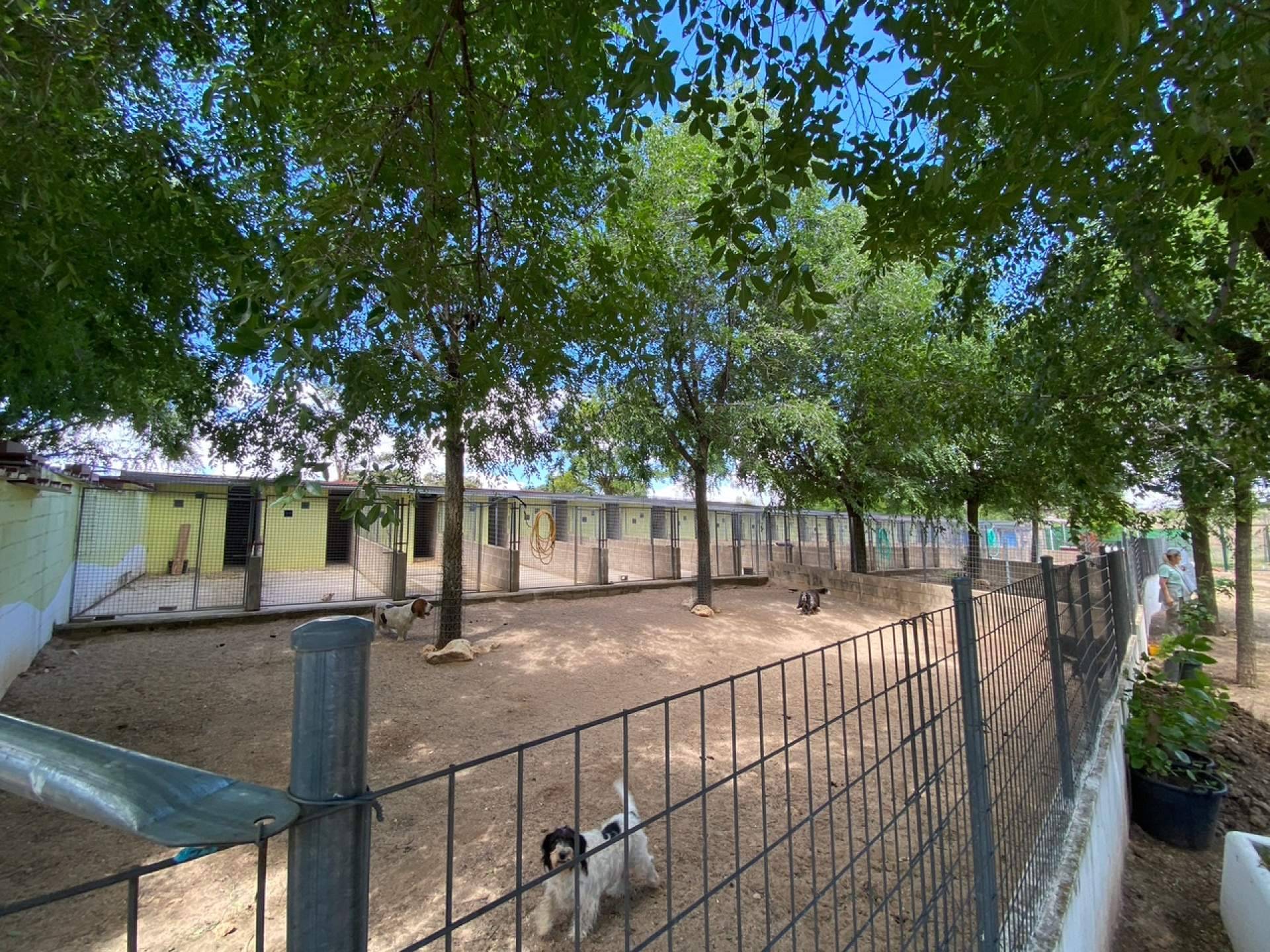 Elegir una residencia para mascotas de Madrid en primavera